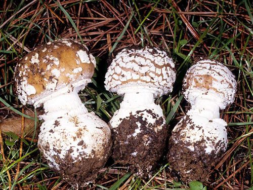 Amanita pantherina - Mushroom Species Images